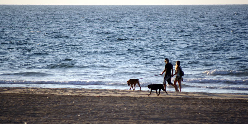 Ferienwohnung Insel Rügen Ostsee - Strandspaziergang mit dem Hund